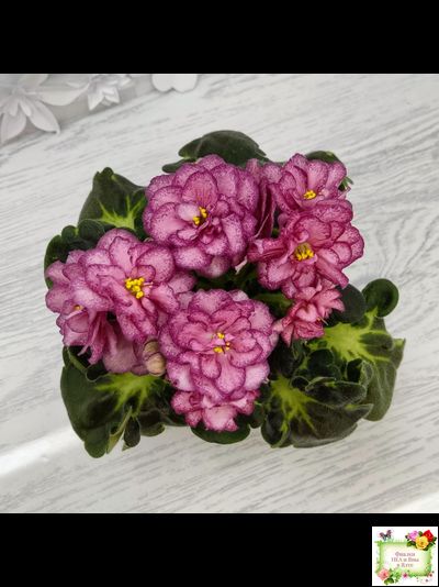 ЛФ-Мраморный Пион (Л. Федосеева)