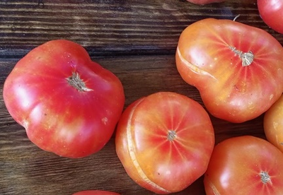 Томат Русский вихрь (Dwarf Russian Swirl) США