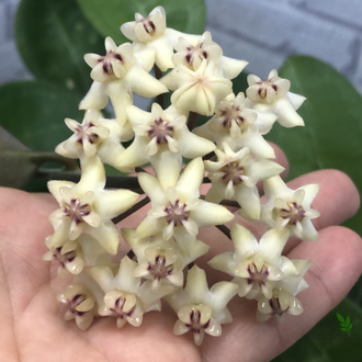 Hoya Elliptica ‘Mindanao’