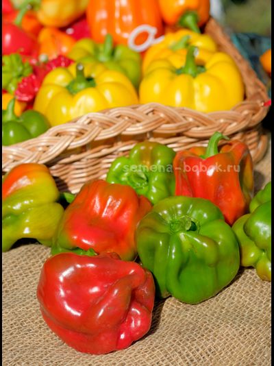 Перец сладкий Громозека БУФ, 10 шт