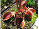 Dionaea muscipula Clayton's Volcanic Red