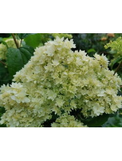 Гортензия Хайес Старберст (Hayes Starburst), контейнер р9