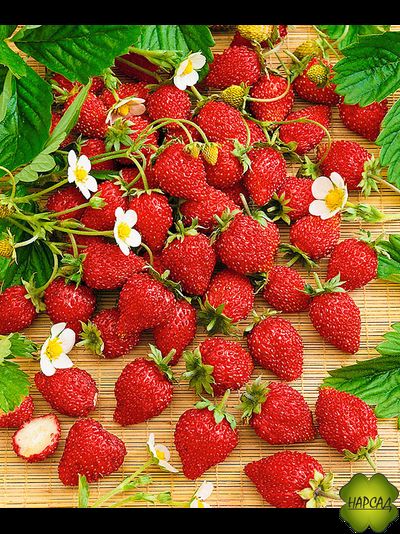 ЗЕМЛЯНИКА "БАРОН СОЛЕМАХЕР" (БЕЗУСАЯ, СЛАДКАЯ И АРОМАТНАЯ) (САЖЕНЕЦ В ГОРШКЕ)