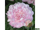 Paeonia Westhill