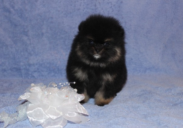 Авито Купить Собаку Шпиц Недорого