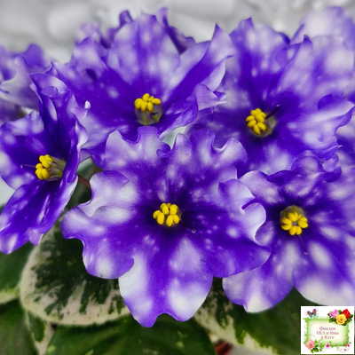 Hunter’s Andromeda (K. Muzalewski) 2023 г.