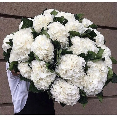 19 нежных гортензий