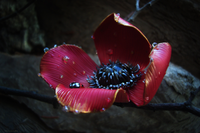 "Волшебный мак Весенницы", нарядная брошь с божьей коровкой и капельками