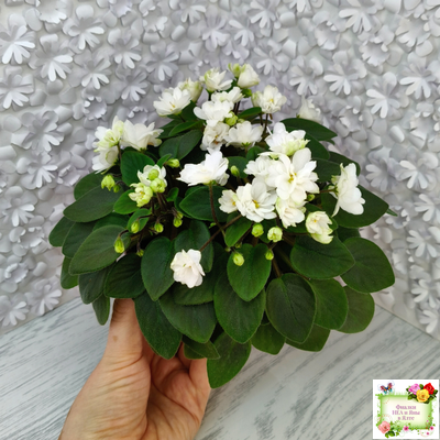 ЛЕ-Жемчужинка (Е. Лебецкая) 2018 г. трейлер