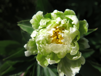 Пион Green Halo(Грин Хало)