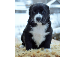 Сука 4. ПЕППА. ПРОДАЖА