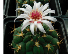 Gymnocalycium pflanzii ssp.zegarrae - 5 семян