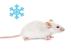 Мышь кормовая взрослая замороженная крупная, 25гр+