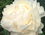 Paeonia Class Act