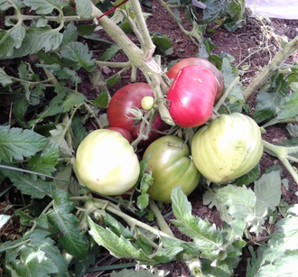 Семена томата Король Арамис Гном