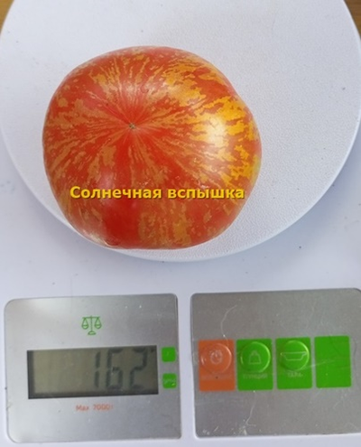 Томат Солнечная вспышка (Solar flare)