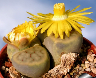 Lithops schwantesii C079 'triebneri' (MG) - 10 семян