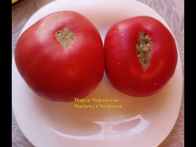 Томат Марло Чарльстон (Marlowe Charleston, Мэрлоу Чарльстон), США