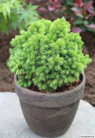 Ель сизая Альберта Глоб