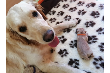 Девочка с оранжевым ошейничком