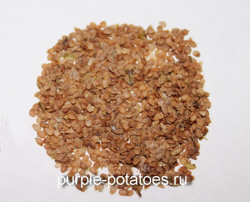 Семена Картофеля Черный Принц Купить