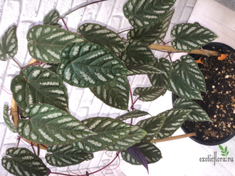 Циссус расписной / Cissus Discolor