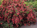 Вейгела Бристол Руби (Weigela Bristol Ruby)