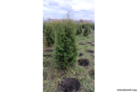 Туя Брабант в питомнике фотография Красовский-Сад.рф