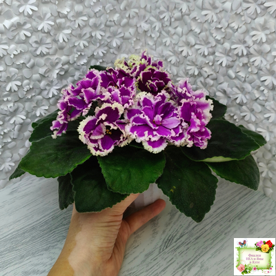 ЕК-Малахитовая Орхидея (Е. Коршунова) 2012 г.