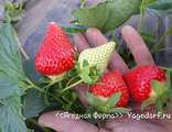 Саженцы малина в челнах. fdfba4199ff567f830d532a8d2a026eead4536a6. Саженцы малина в челнах фото. Саженцы малина в челнах-fdfba4199ff567f830d532a8d2a026eead4536a6. картинка Саженцы малина в челнах. картинка fdfba4199ff567f830d532a8d2a026eead4536a6. Сорт: летний, раннего растянутого созревания