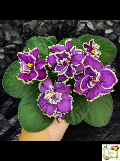 ВаТ-Классический Вкус (Т. Валькова) 2019 г.