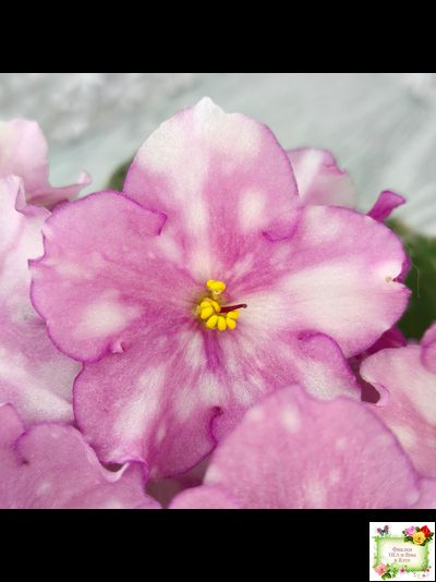 Rivermist Beguiling (J. Baker) (10971) 04/13/2018