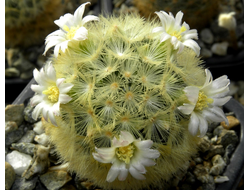 Mammillaria carmenae - 5 семян