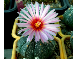 Astrophytum AS SUPER TOKUSHIRI X ASRF (F2) - 5 семян