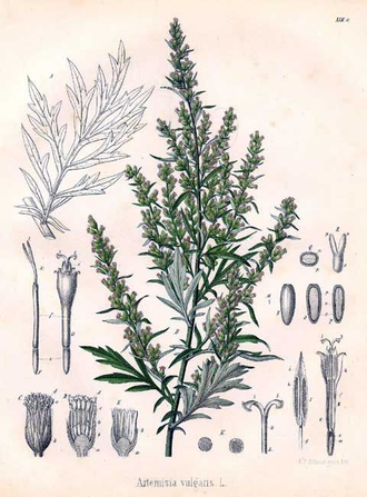 Полынь обыкновенная (Artemisia vulgaris) 10 мл - 100% натуральное эфирное масло