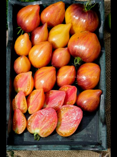 Томат Сладкая Карамель Софии, 10 шт