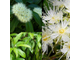 Мирт лимонный (Backhousia citriodora) - 100% натуральное эфирное масло