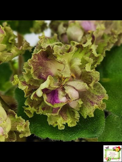 Allegro Pink Pistachio (J.Stromborg) (10765) 06/25/2015