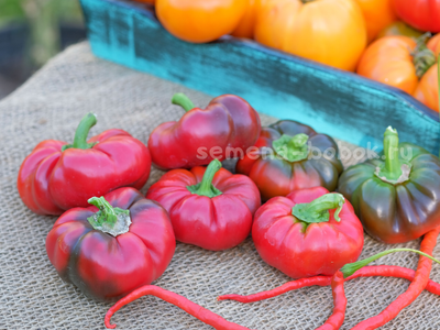Перец сладкий Александр, 10 шт