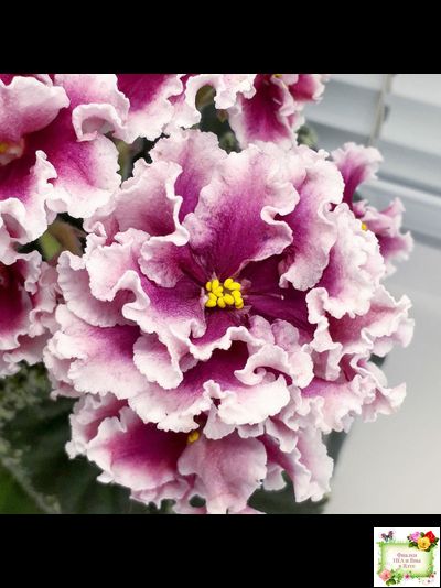 ВаТ-Агат Розовый (Т. Валькова) 2019 г.