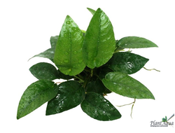 Анубиас бартери