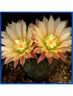 Neoporteria heinrichiana IDD 1554