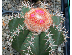 Melocactus (Мелокактус)