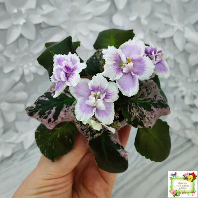 Mac's Jubilant Jamboree (G.McDonald) (Макс Джубилэнт Джэмбори)