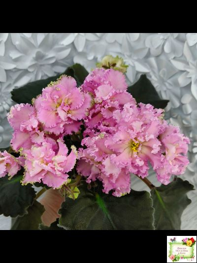 РМ-Саломея (Н. Скорнякова) 2019 г.