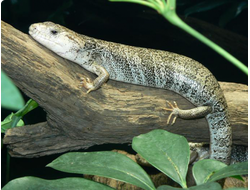 Розовоязыкий сцинк (Hemisphaeriodon gerrardii)