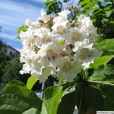 Катальпа бигнониевидная