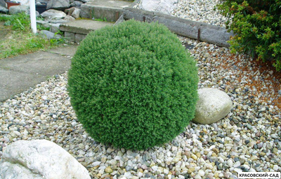 Туя Тедди - Teddy