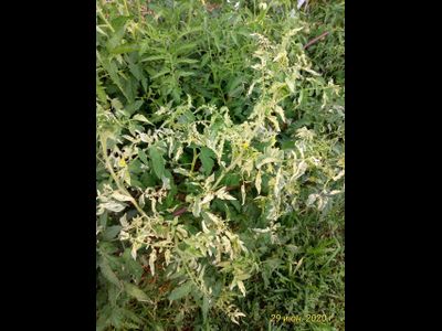 Томат Splash of kream (Irish cream) Ирландия