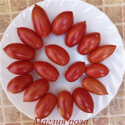 Томат Маглия роза (Maglia rosa)